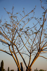 Green forest trees backgrounds. Forest trees. Leaf and tree view. Wallpaper sky background.
