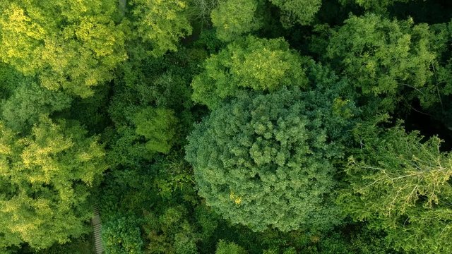 zooming into trees from above.