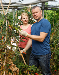 Man and woman  gardeners picking tomatoes together