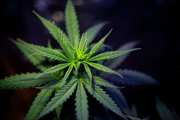 Naklejka na ściany i meble plant marijuana commercial cannabis cultivar