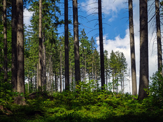 wilderness, mountain spruce forest