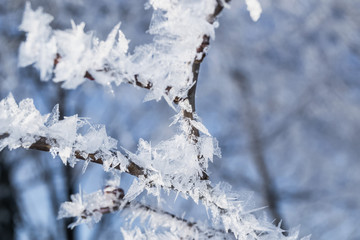 Snowy winter in the Park. Trees covered with white fluffy snow. Winter landscape. Celebration of New year and Christmas.