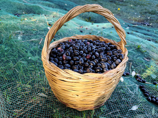 Fototapeta na wymiar Black italian olives in basket, on wild agricultural scenery, seasonal product 