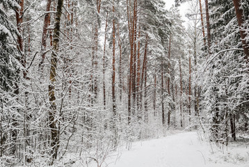 Snowy winter forest. Snow covered branches trees and bushes
