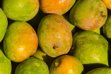 A pile of freshly harvested organic mangoes.