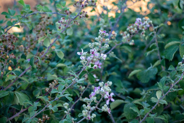 A closeup of beautiful blue purple flowers. Selective soft focus, shallow depth of field. Blurred image than flowers.