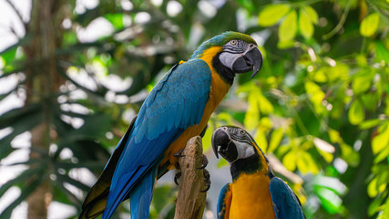 Two colorful tropical parrots on a branch