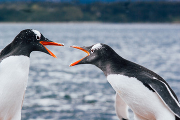 Gentoo penguin (Pygoscelis papua) on the beach at Martillo Island, near Ushuaia