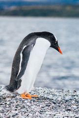Island of Penguins in the Beagle Channel, Ushuaia, Argentina.