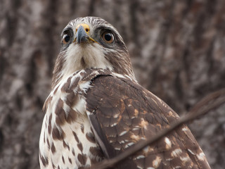 portrait of a common buzzard