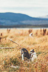 Island of Penguins in the Beagle Channel, Ushuaia, Argentina.