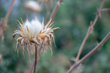 Wilding thorny plant in nature, blurred green background, bushes in nature