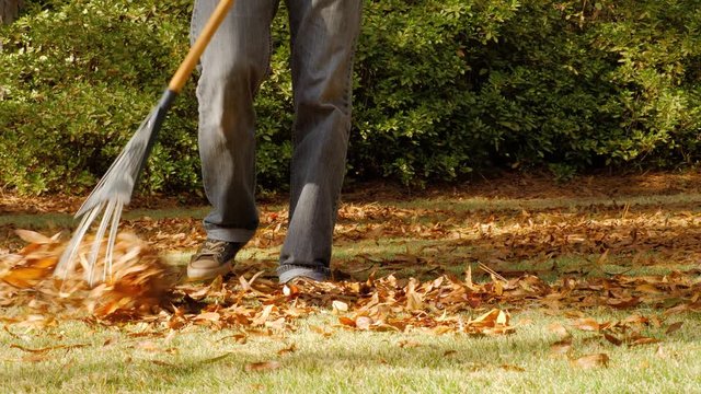 Man raking autumn leaves in green grass lawn. Male landscape worker clearing fall leaves from residential yard.