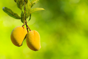 Ripe Mangoes Hanging from the Tree with copyspace.