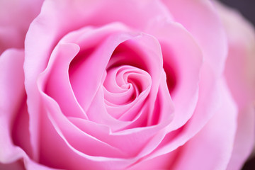 Pink rose close up macro valentine's, romantic concept