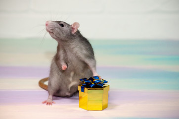 Gray cute funny festive rat on a rainbow background with a golden gift box with a bow, concept for a holiday card with a copyspace