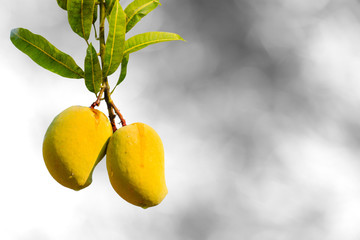 Ripe Mangoes Hanging from the Tree with copyspace - background is grayscale.