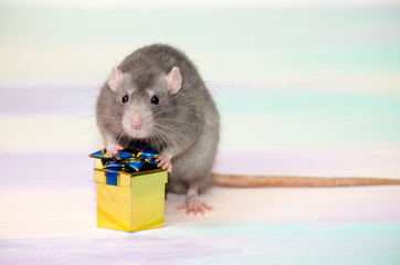 Gray cute funny festive rat on a rainbow background holds a golden gift box with a bow, concept for a holiday card with a copyspace