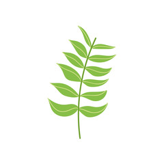 branch leaves nature on white background