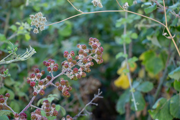 Wild rapsberry in summer garden. Red wild garden raspberry on the bush with green leaves macro close up.