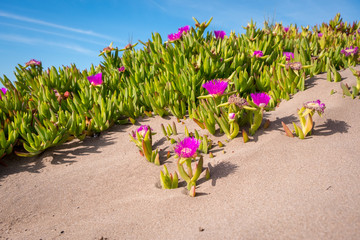 View over dune grass on the Athlantic Ocean cost in Morocco