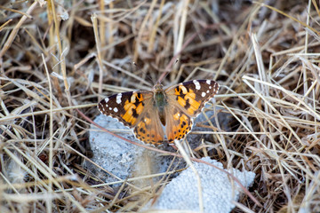 Butterfly in nature habitat. Monarch butterfly on nature. Butterfly photographed with green leaves background. Sunlight in summer in the spring close-up of a macro butterfly.