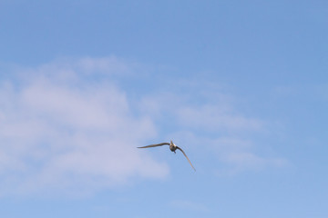 Birds in Farne Islands, UK