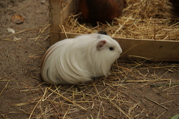 fluffy guinea pig