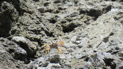 Crab