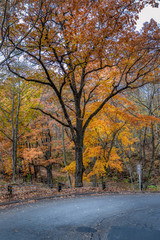 Fototapeta premium Fall tree stands tall in yellow and orange autumn colours