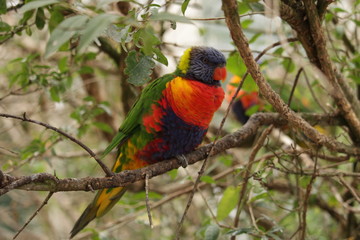 colorful bird lori