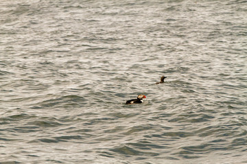 Obraz premium Birds in Farne Islands, UK