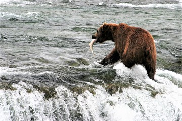 Bears fishing for salmon