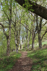 path in the forest