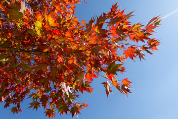 Japanese autumn leaves