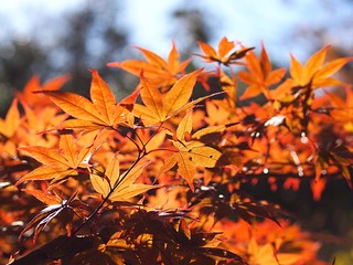 モミジの紅葉