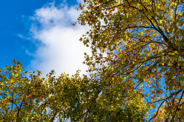 View of the tree and foliage against the background of the blue sky in autumn