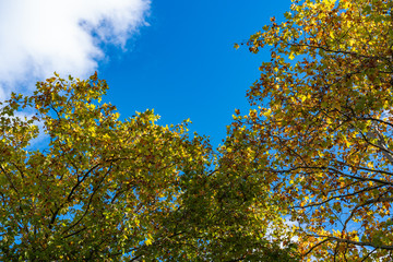 View of the tree and foliage against the background of the blue sky in autumn