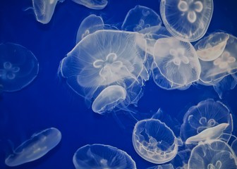 Jellyfishs in the blue water