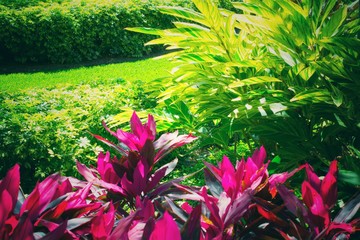 Tropical garden in Orlando Florida USA 