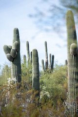Saguaro Cacti in Sonoran Desert