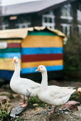 Two white geese in a zoo. Farm birds