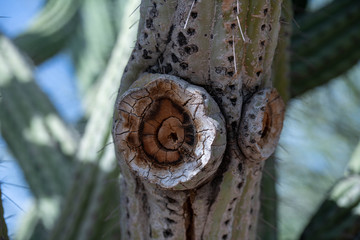 Dried Out Broken Saguaro Cactus Limb