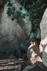 Rock wallaby sitting on a boulder and eating carrot, Magnetic island, Australia