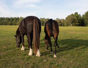 Obraz premium Horses grazing in a field