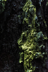 Fototapeta na wymiar moss on tree