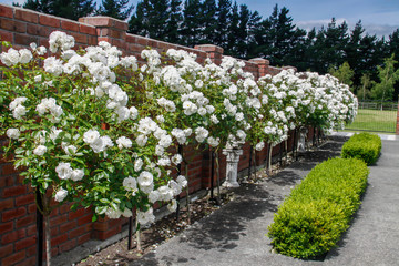 English Box hedge growing in front of a row of magnificent profuse bloom of standard Iceberg roses...