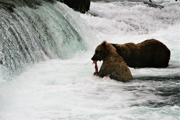Fototapeta premium Brown bear with a salmon
