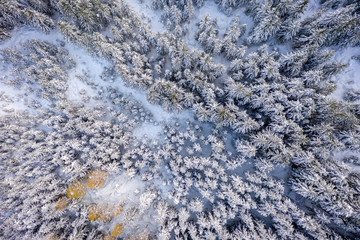 Aerial view of snowy pine trees and a little meandering stream in Stubai Valley, Tirol, Austria