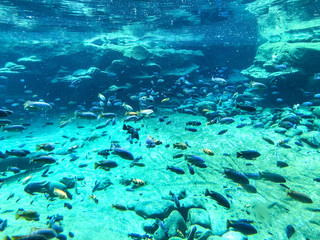 Under the sea with lots of fishes swimming. Different species of tropical fish and coral under clear water